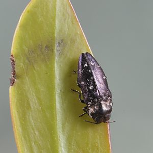 Diphucrania notulata, PL3740, male, on Acacia pycnantha, MU, 6.3 × 2.5 mm